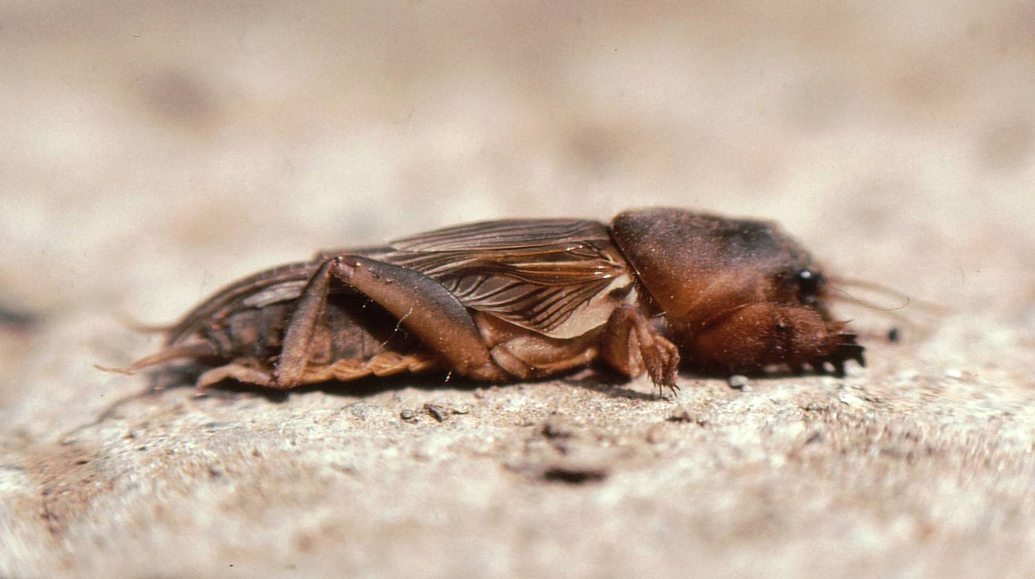 Gryllotalpa africana
