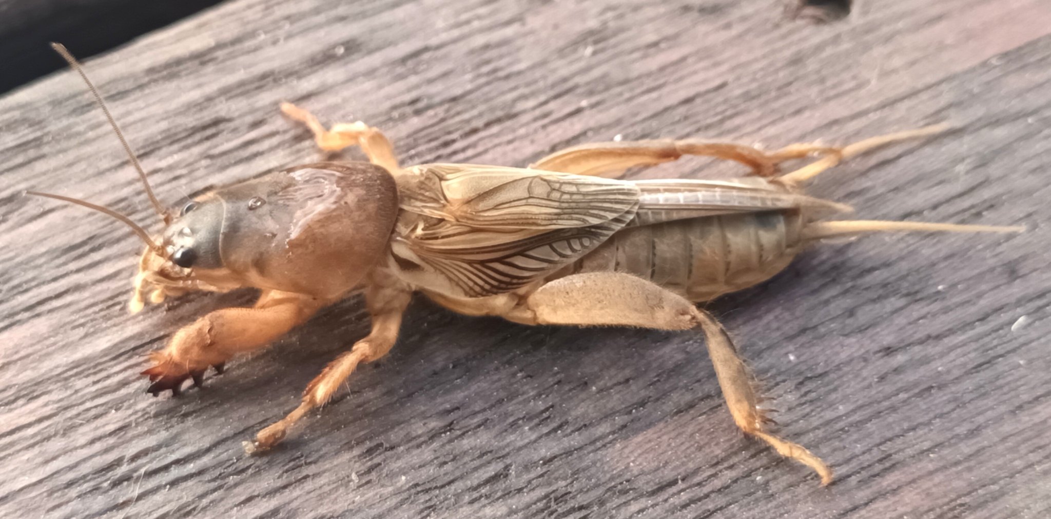 Gryllotalpa africana