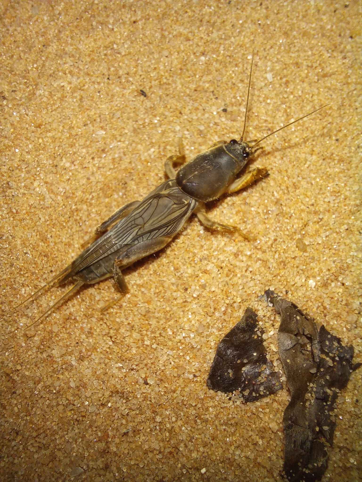 Gryllotalpa africana