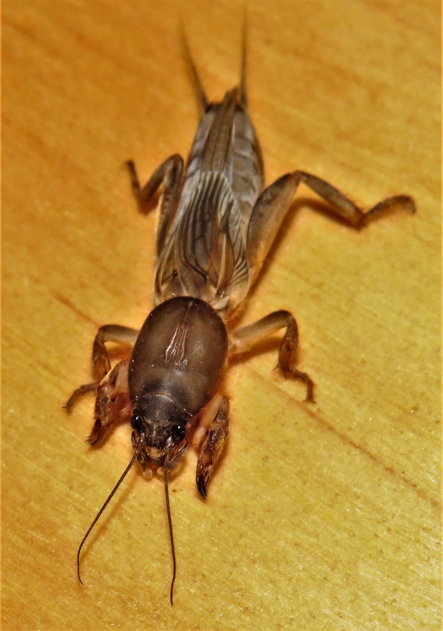 Gryllotalpa africana