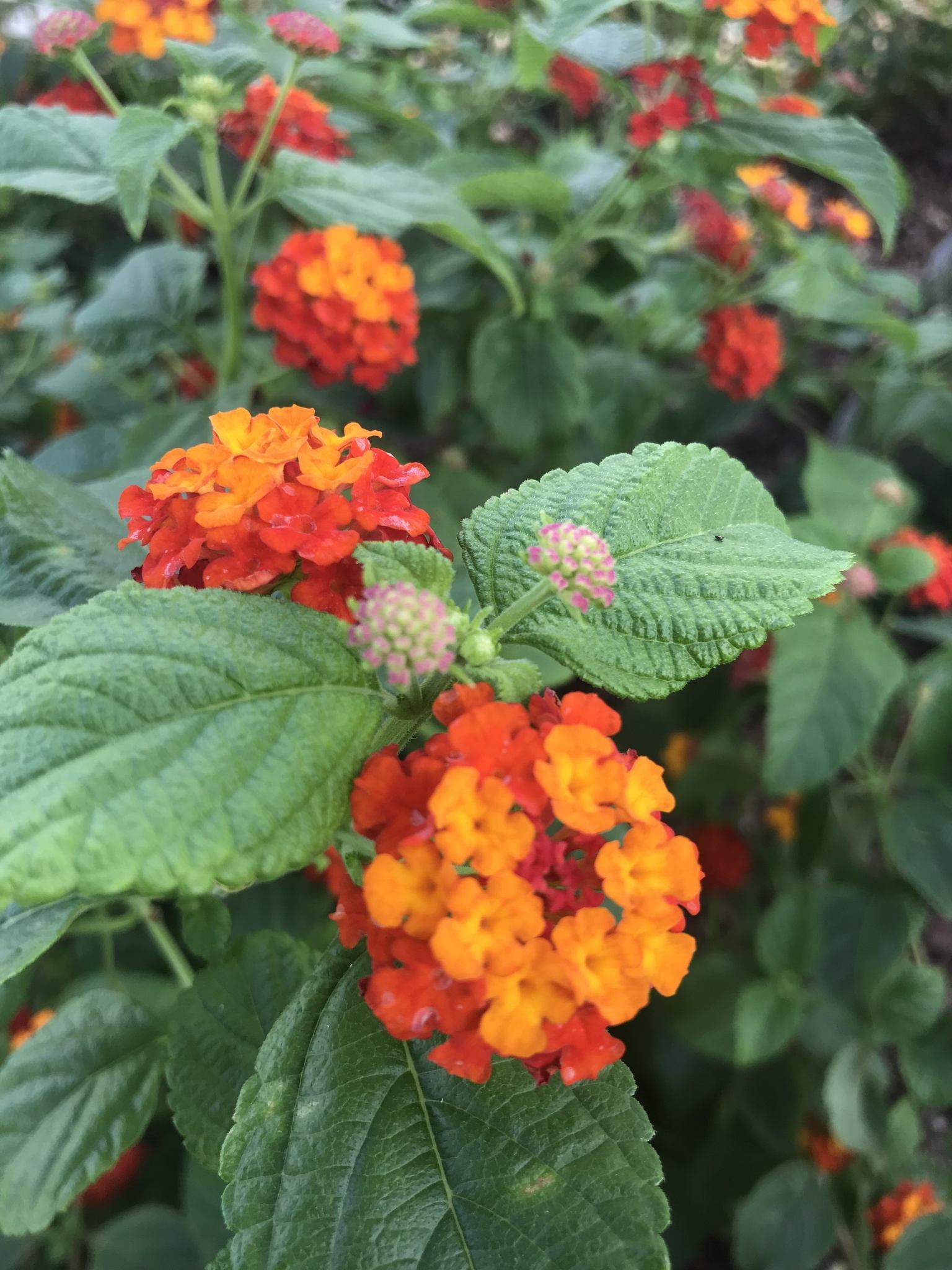 Lantana camara