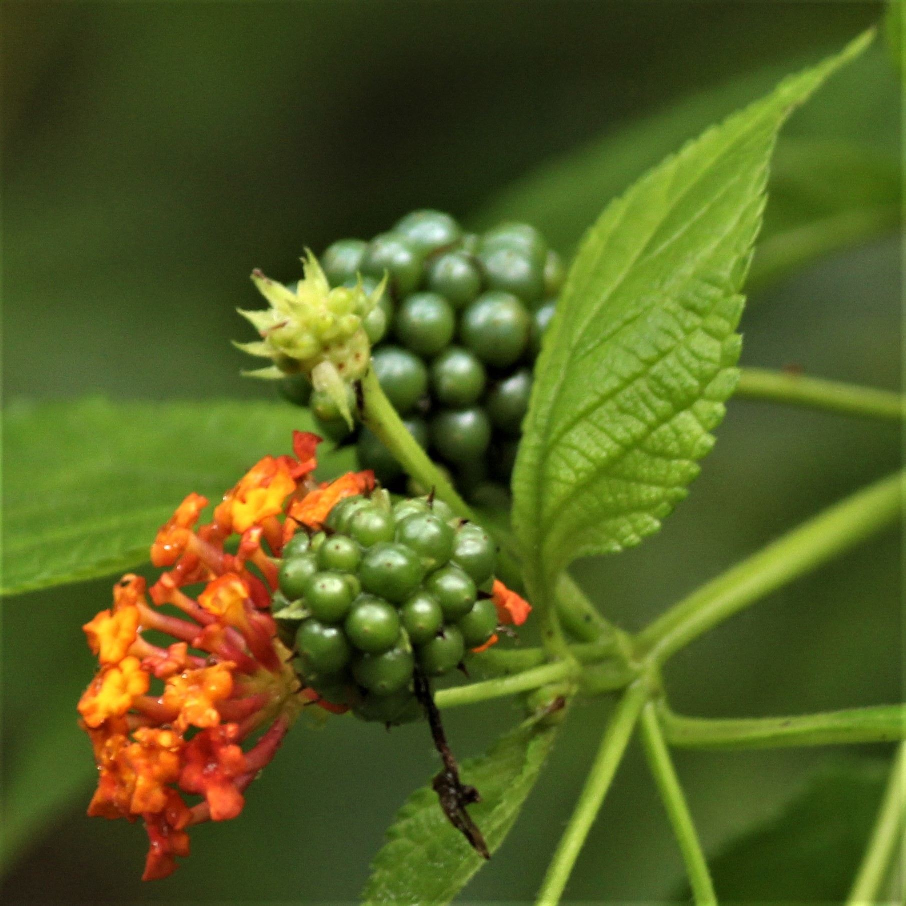 Lantana camara