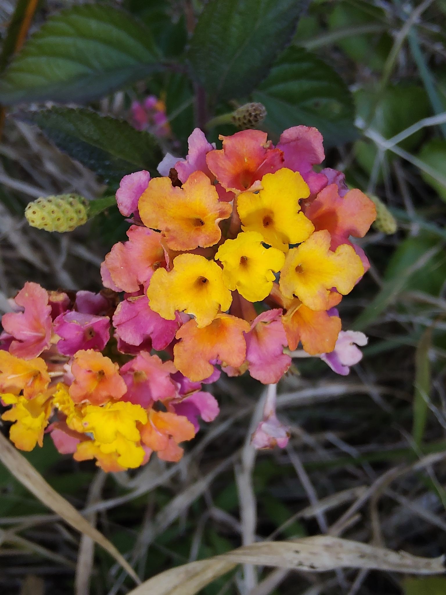 Lantana camara