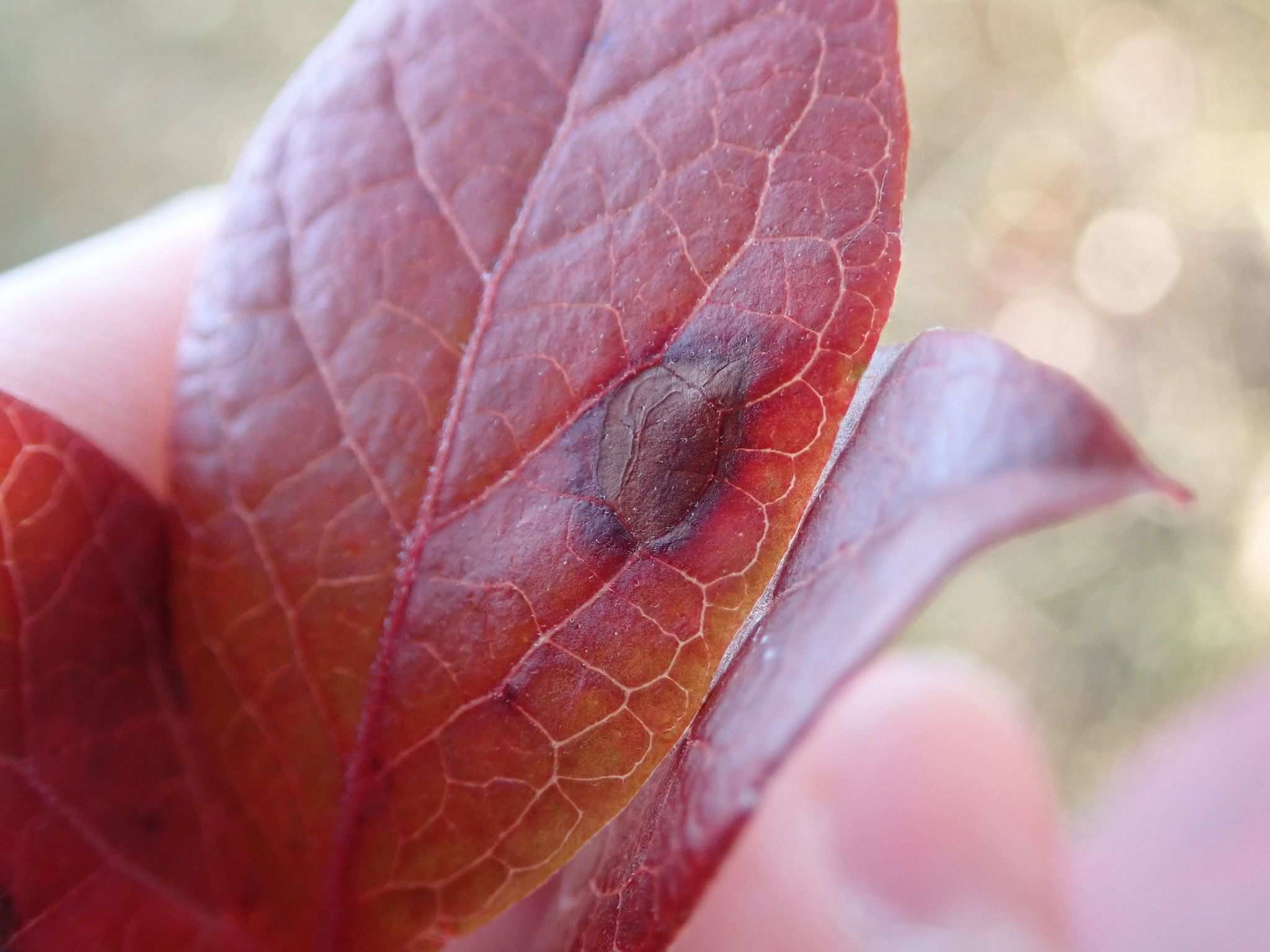 Phyllosticta vaccinii