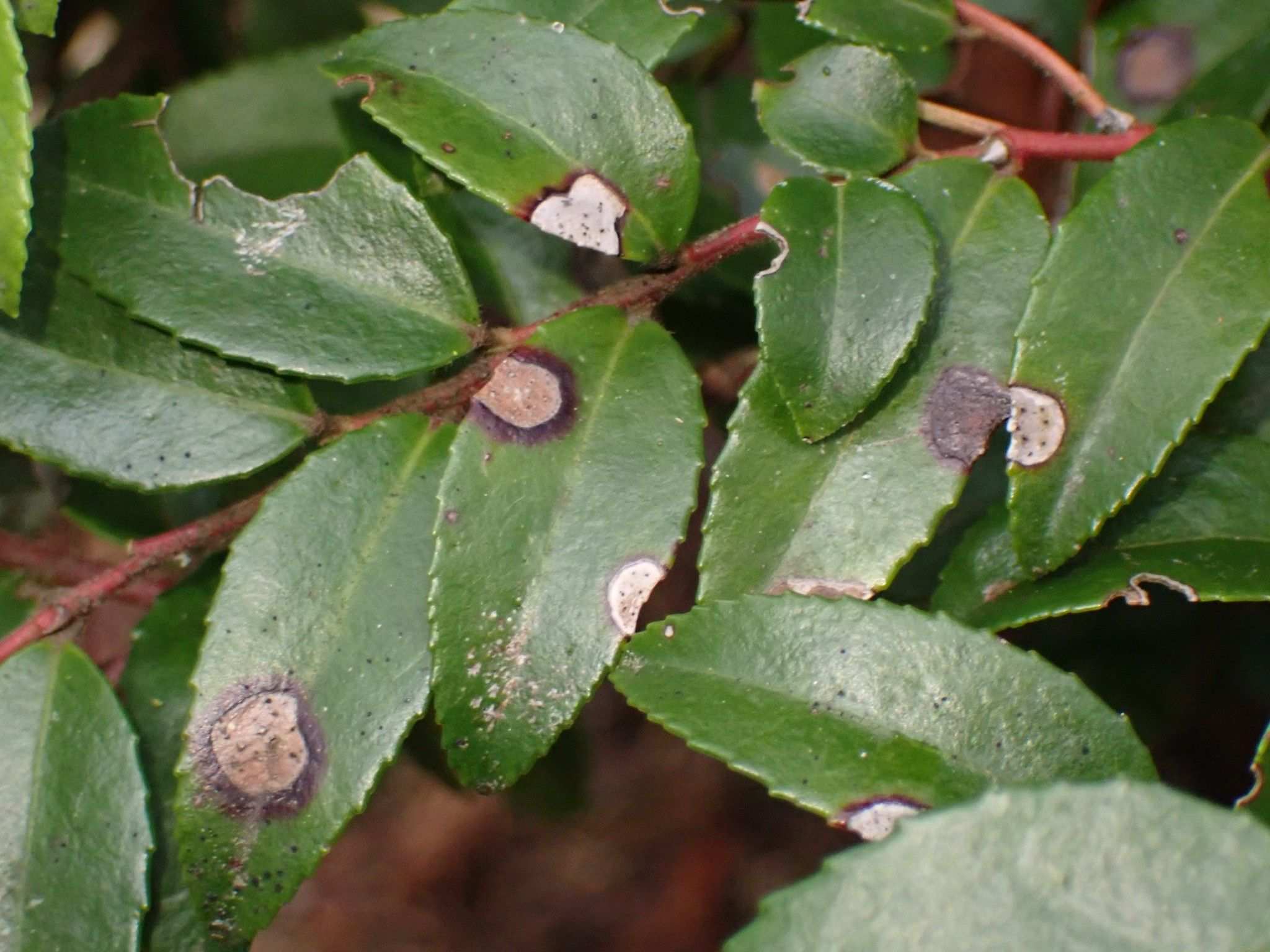 Phyllosticta vaccinii