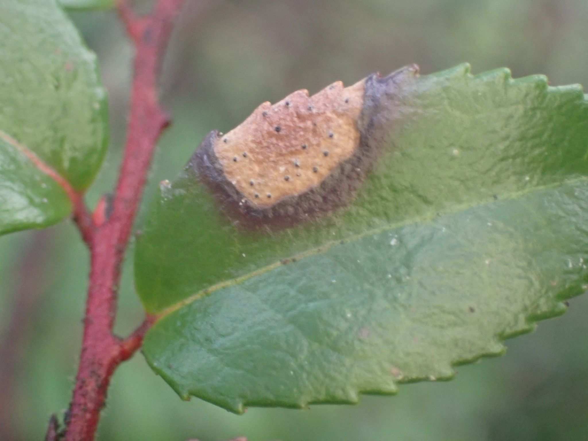 Phyllosticta vaccinii