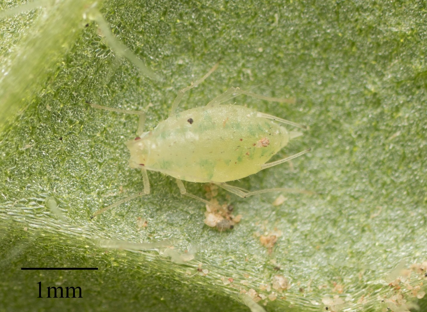 Capitophorus