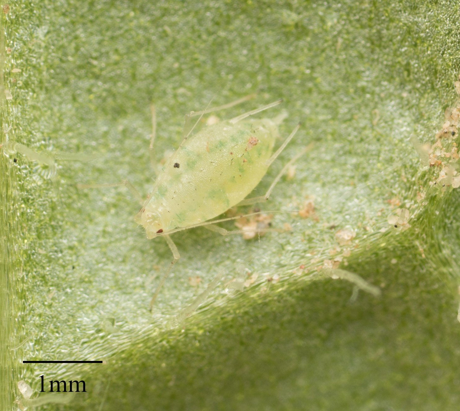 Capitophorus
