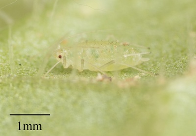 Capitophorus