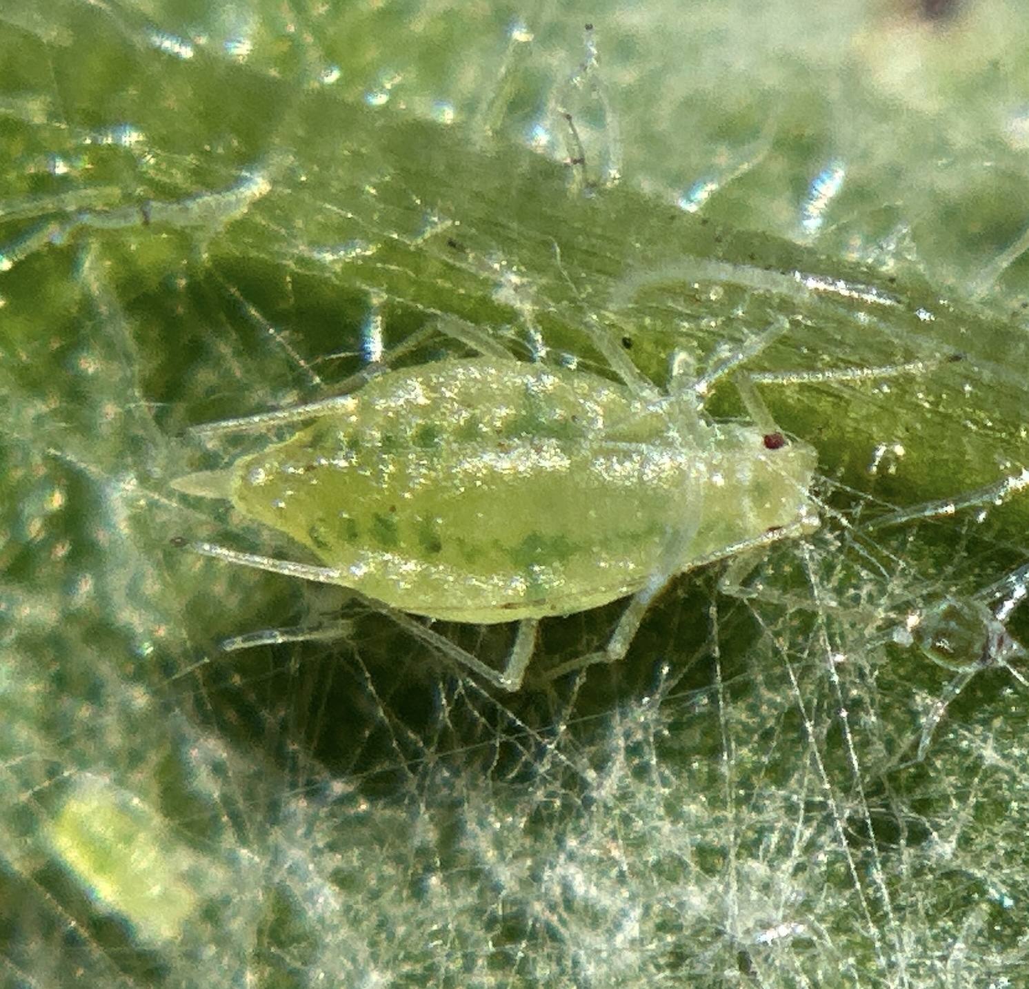 Capitophorus