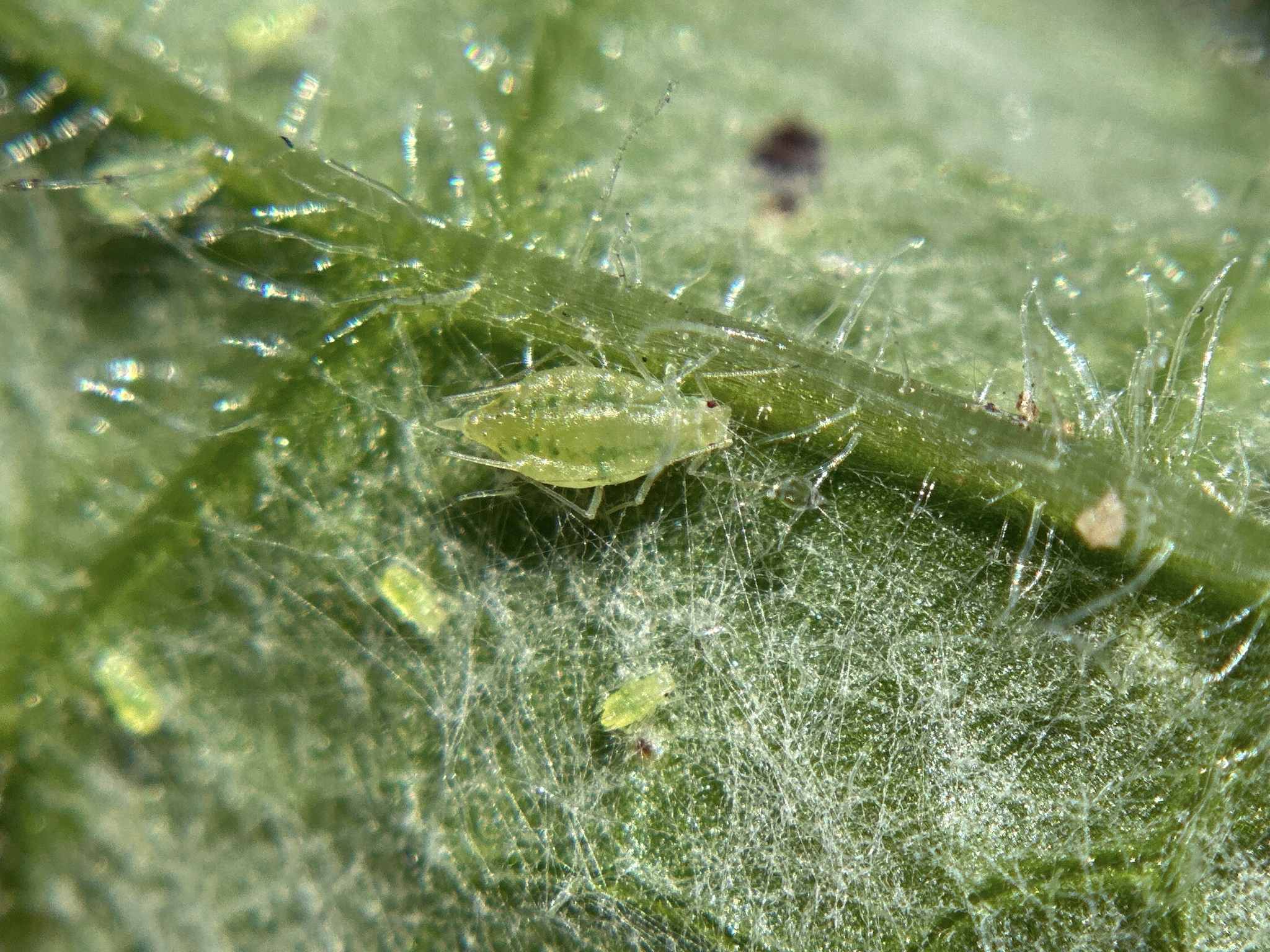 Capitophorus