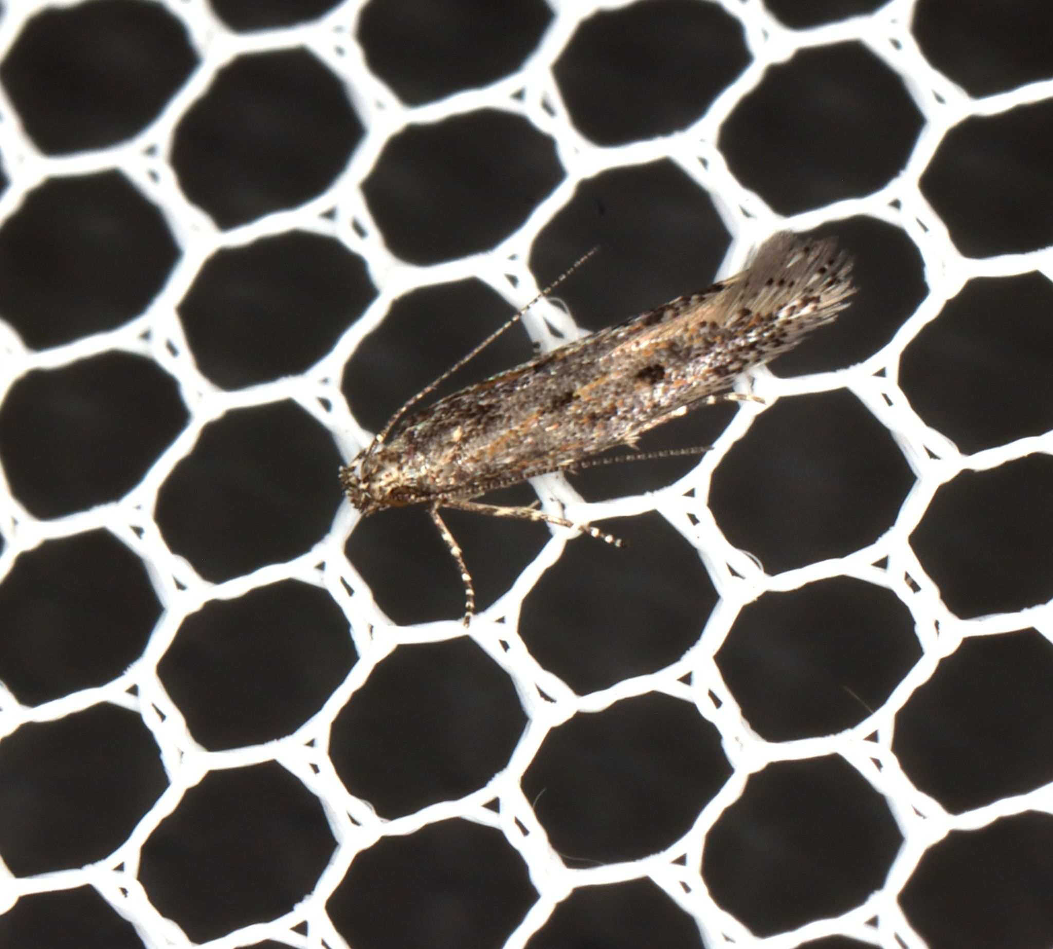 Ephysteris promptella