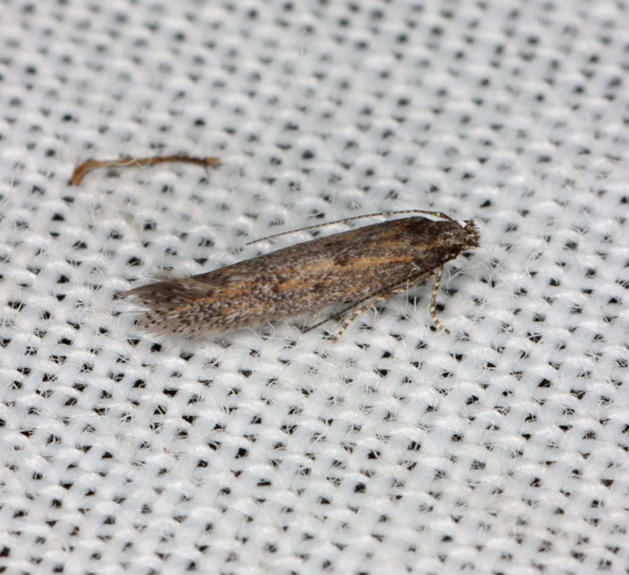 Ephysteris promptella