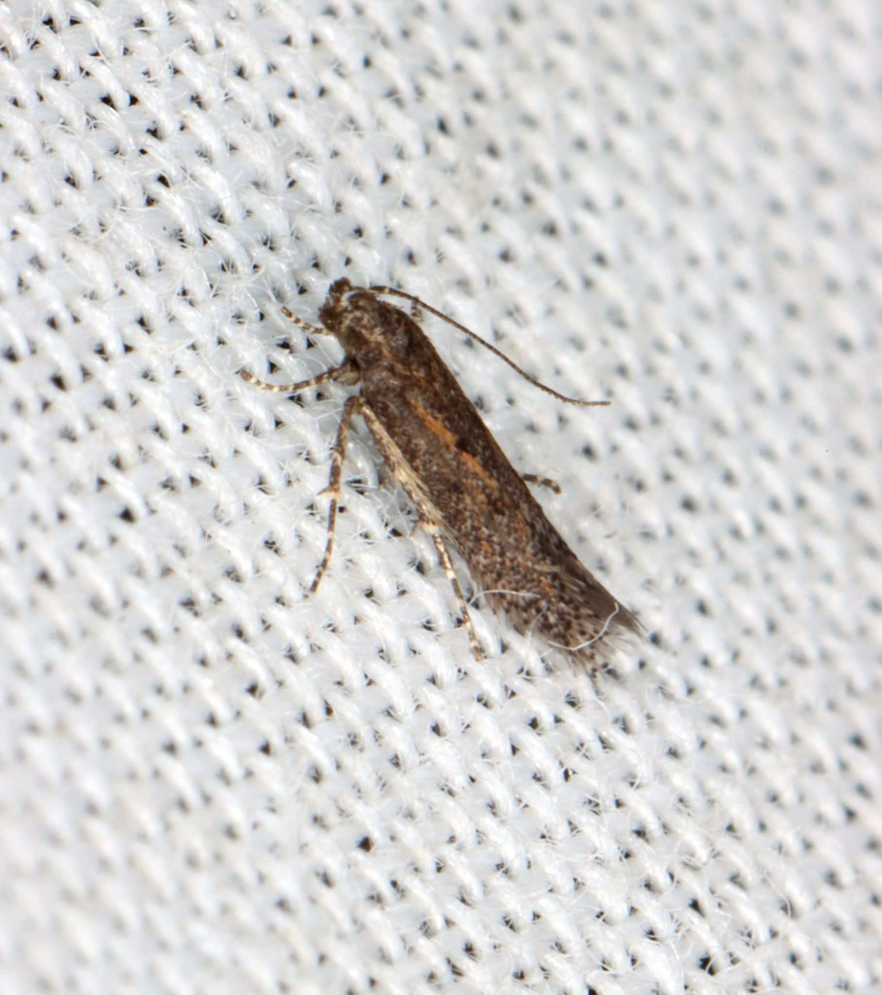 Ephysteris promptella