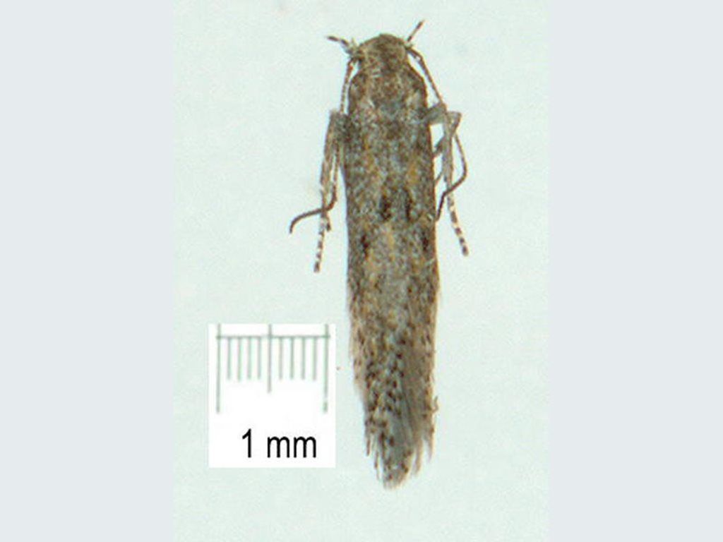 Ephysteris promptella