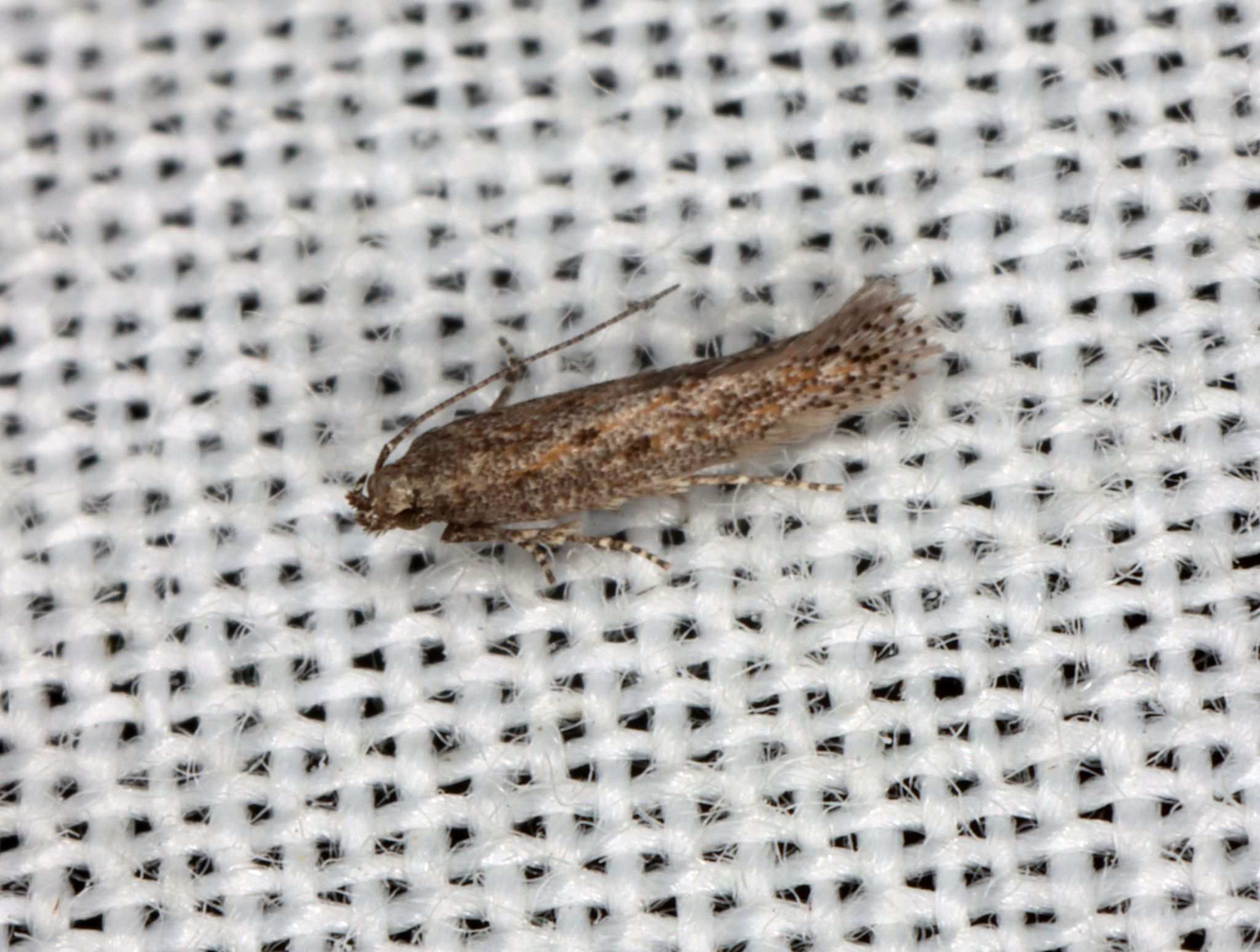 Ephysteris promptella