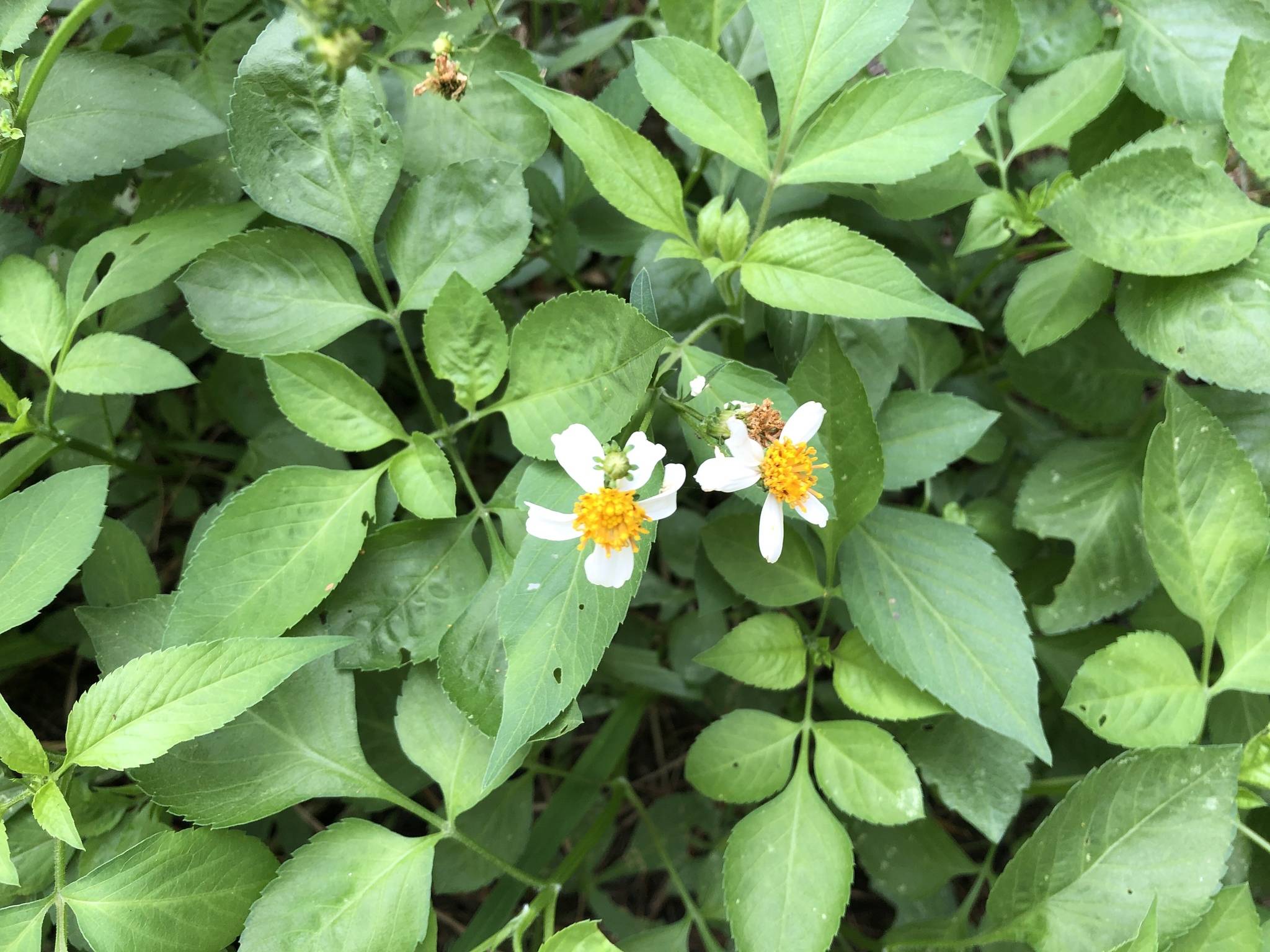 Bidens pilosa