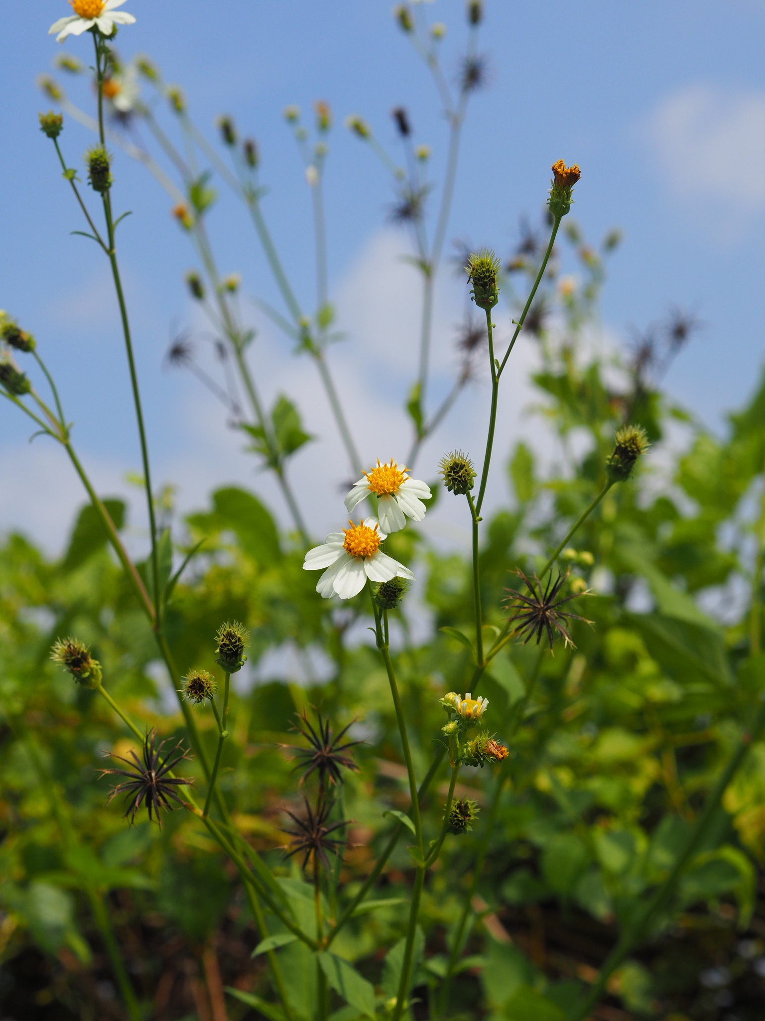 Bidens pilosa