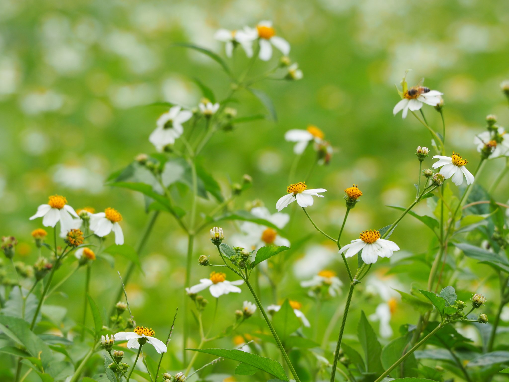 Bidens pilosa