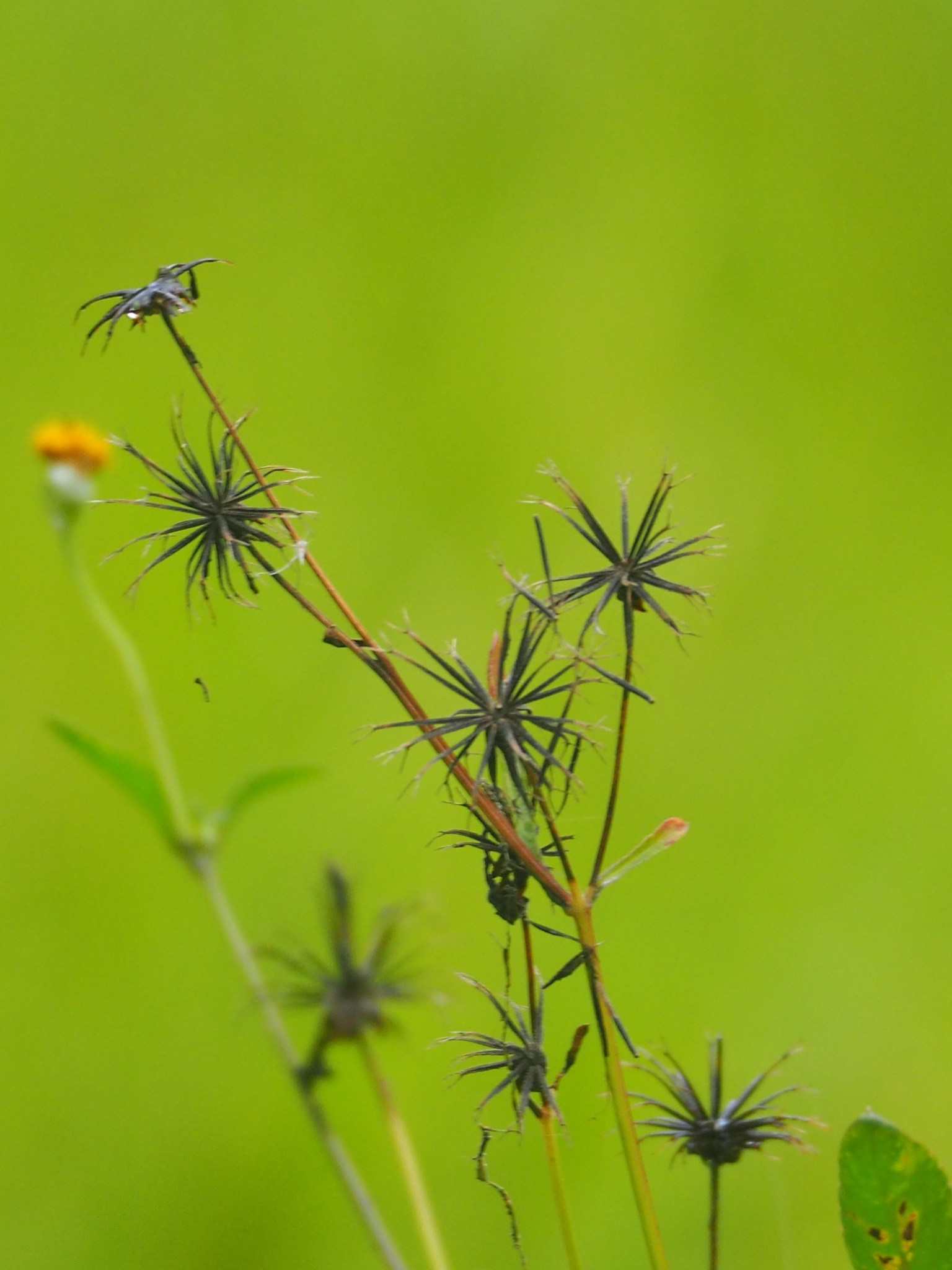Bidens pilosa