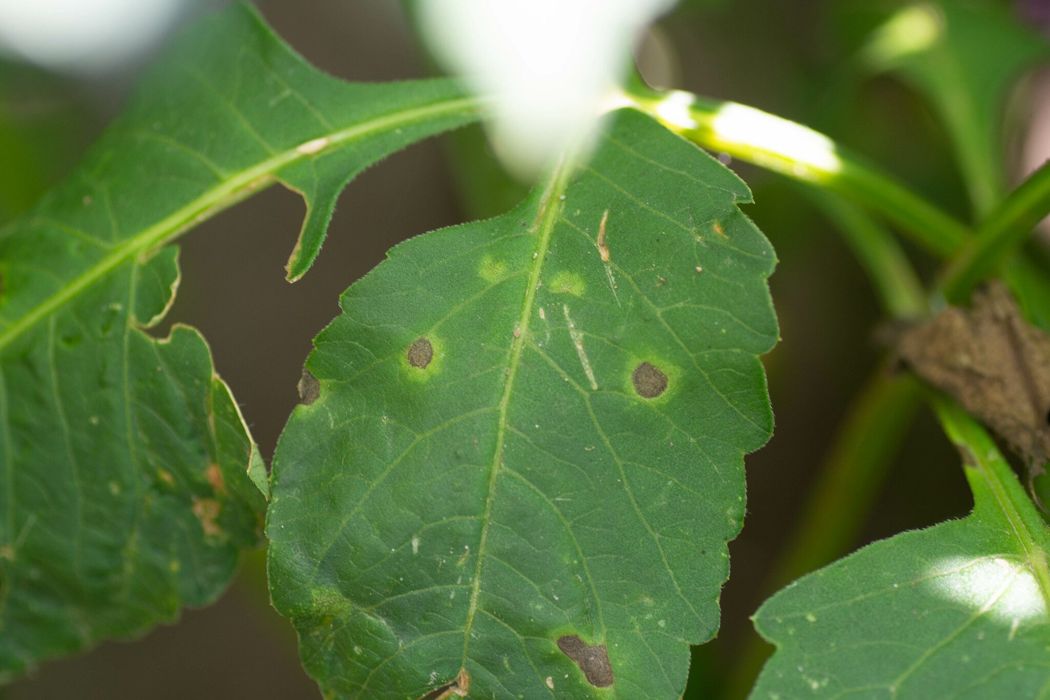 Entyloma dahliae