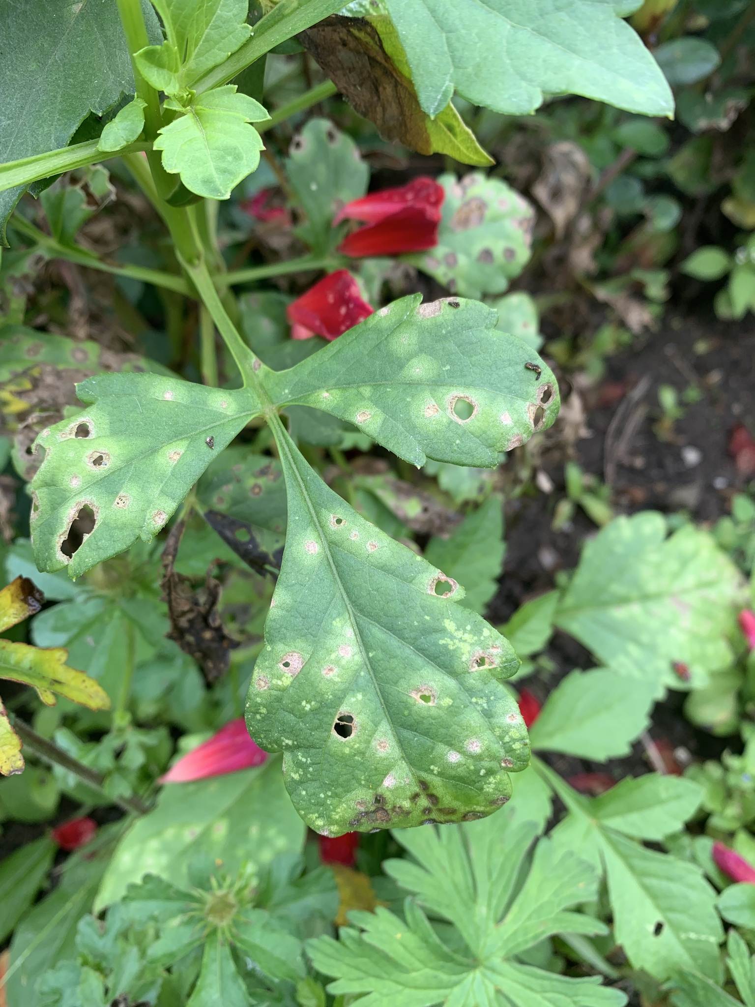Entyloma dahliae