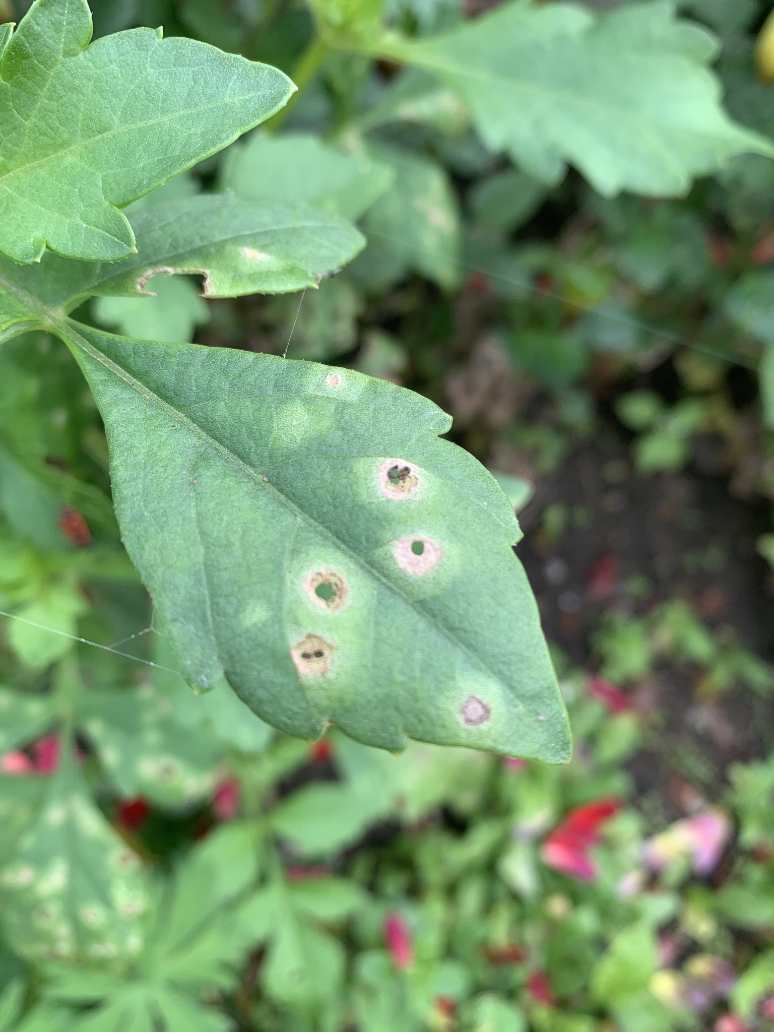 Entyloma dahliae