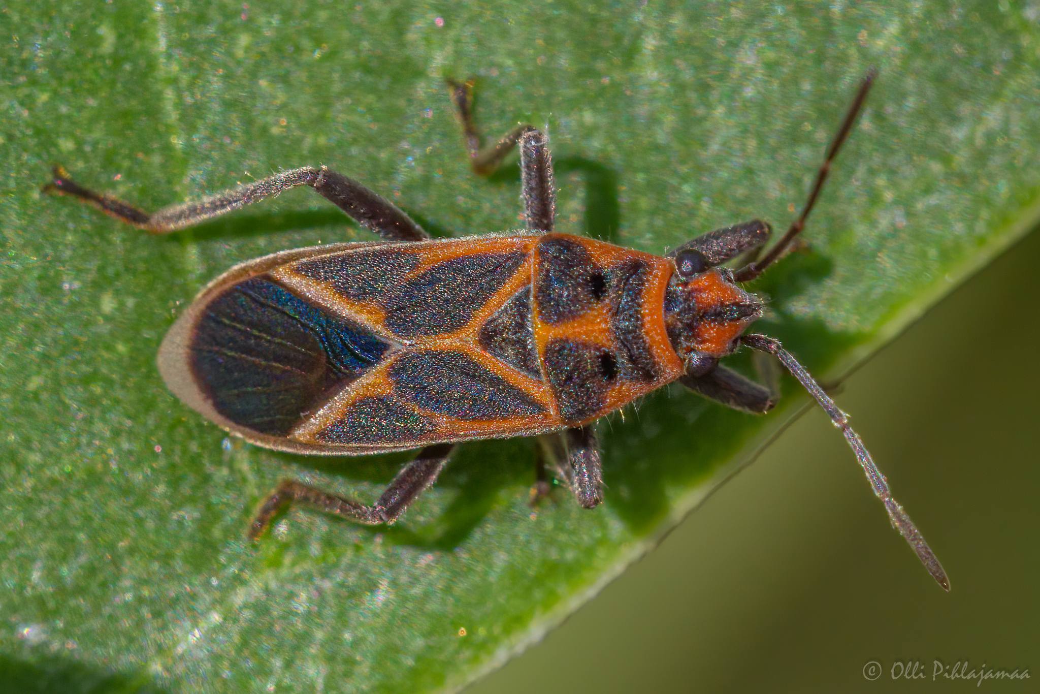 Graptostethus