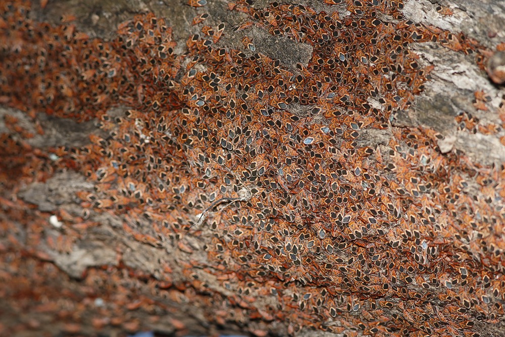 Graptostethus