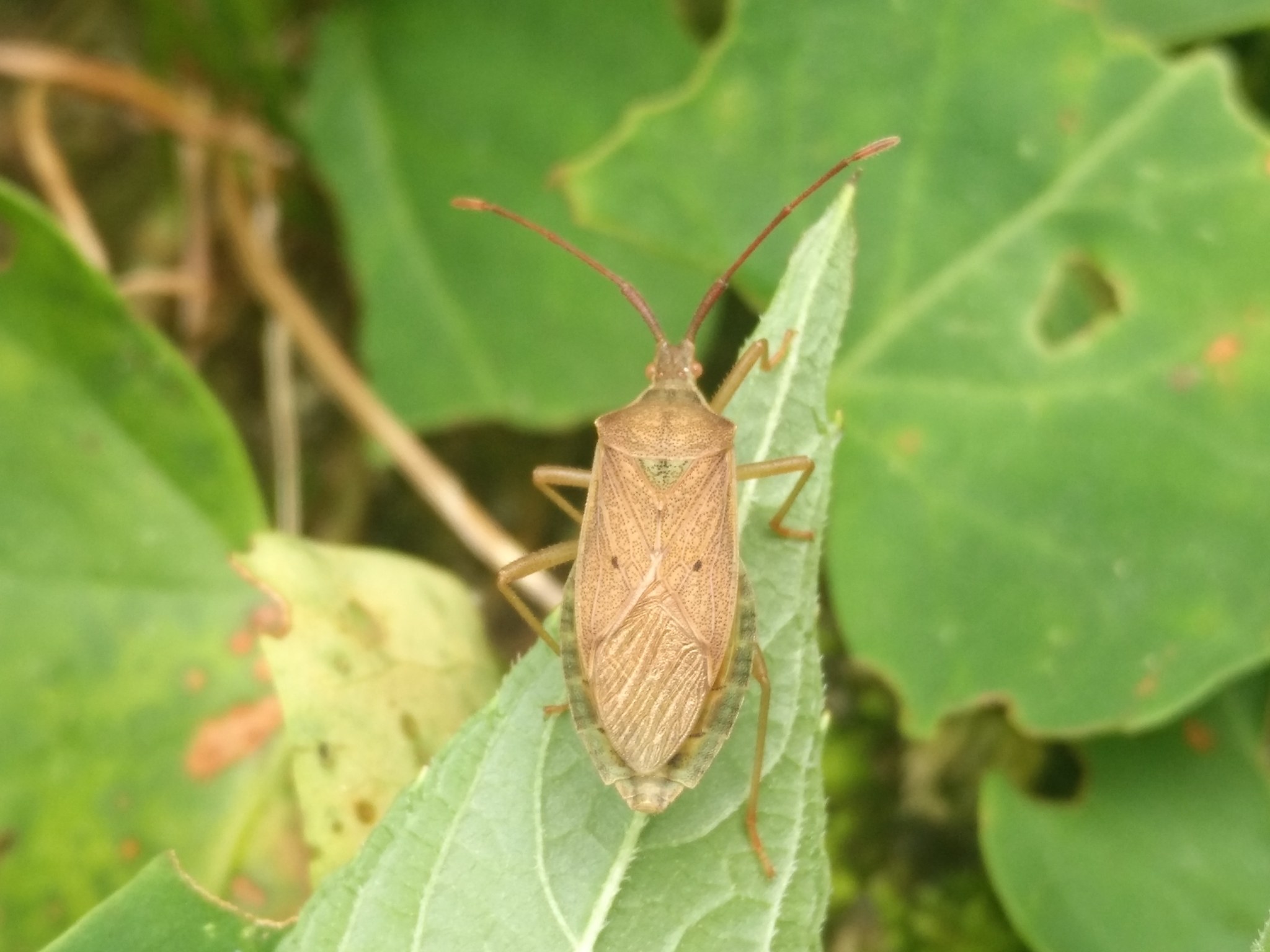 Homoeocerus