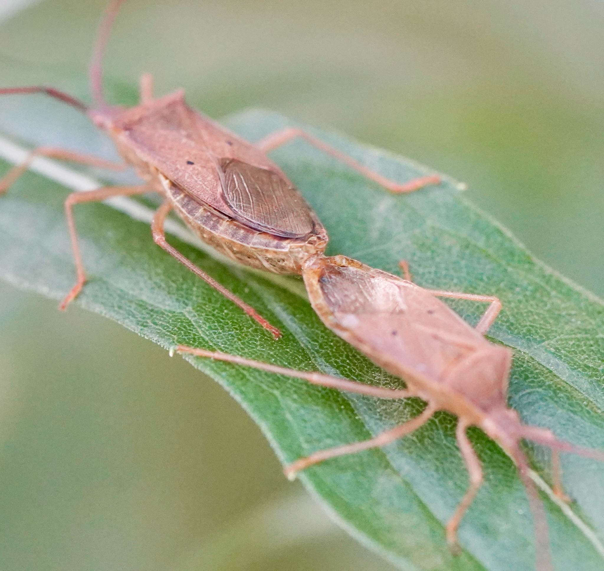 Homoeocerus