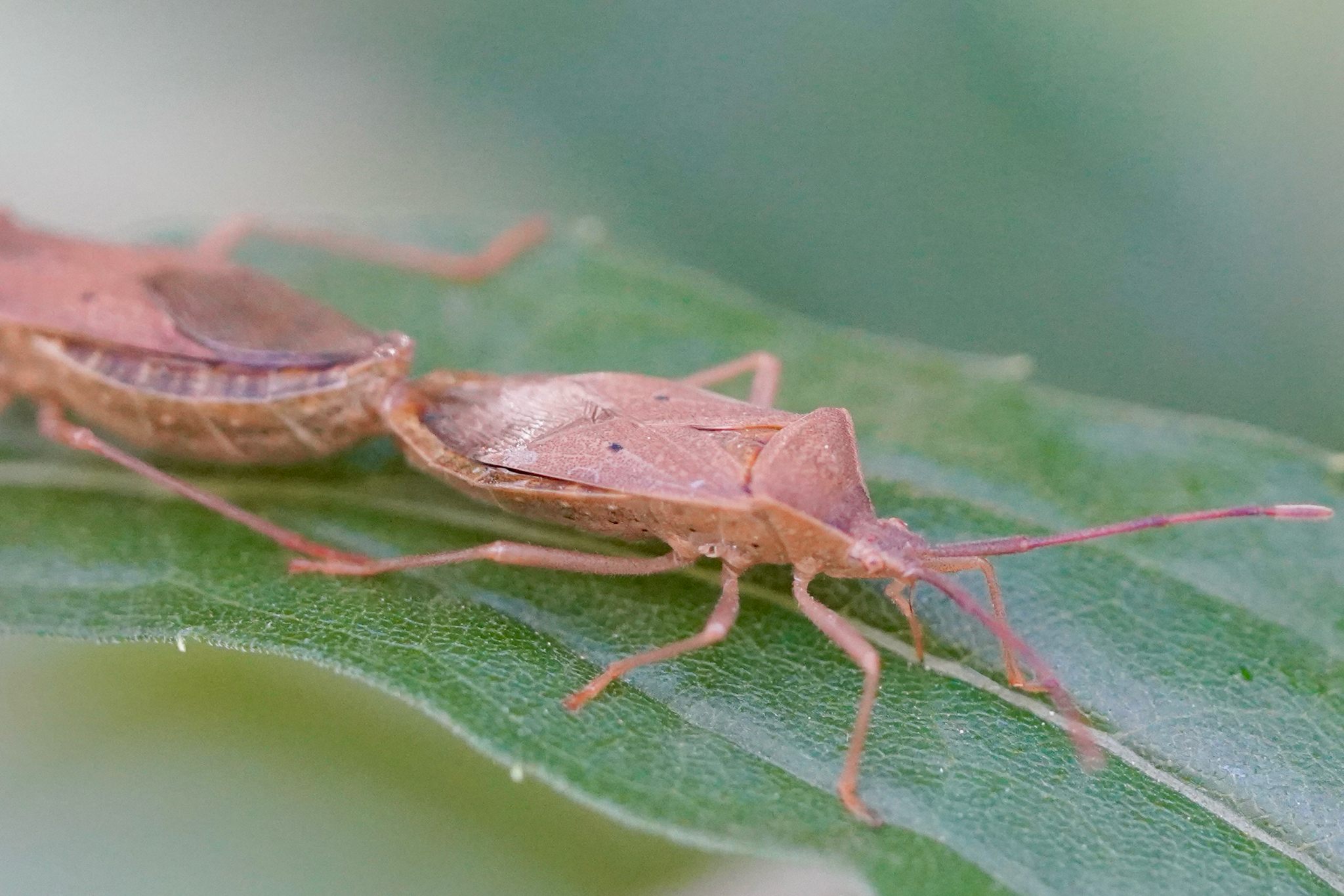 Homoeocerus
