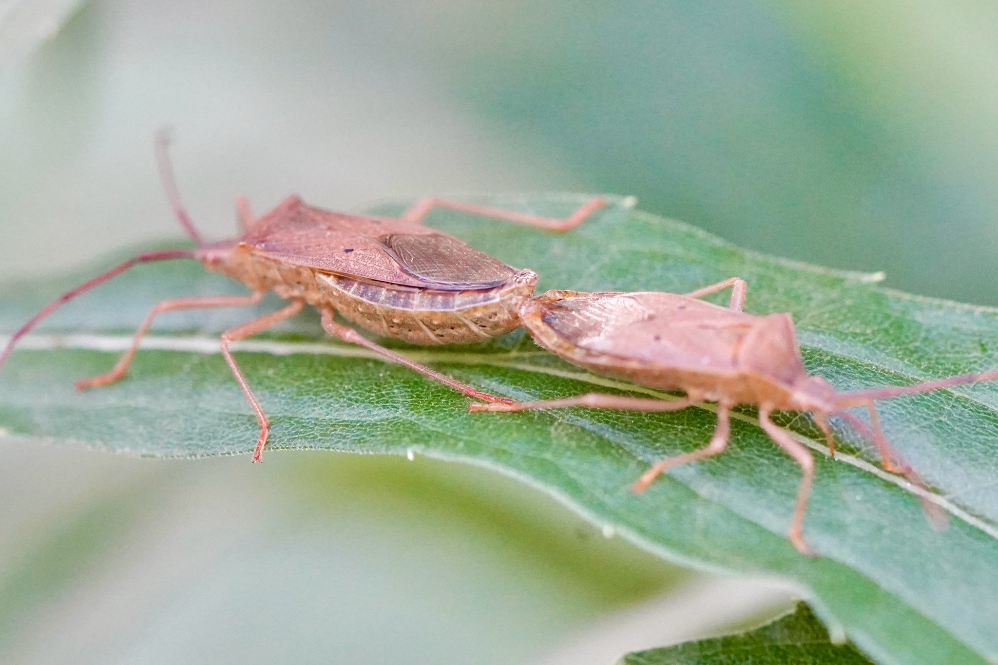 Homoeocerus