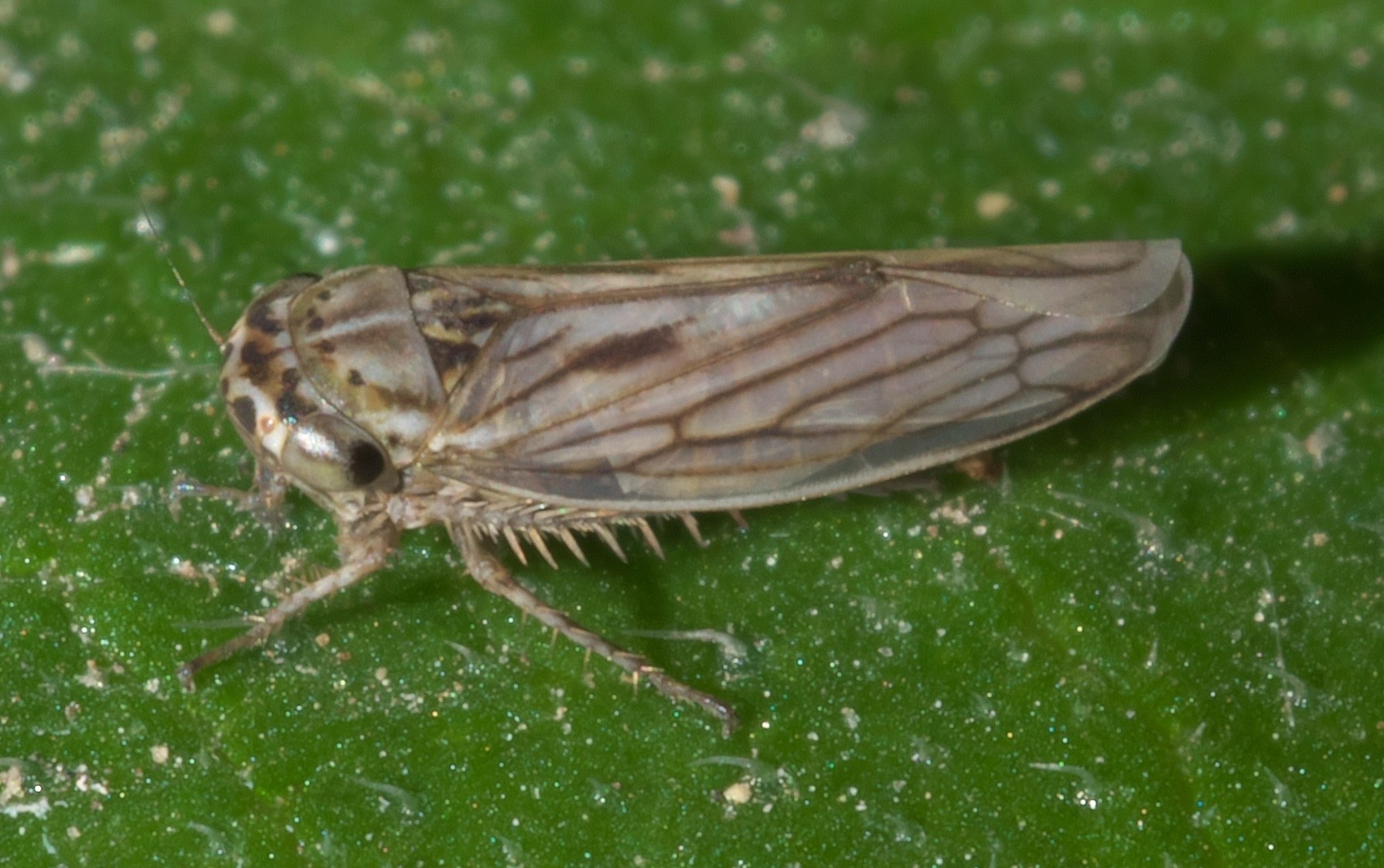 Exitianus