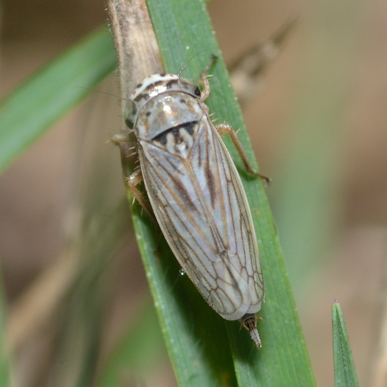 Exitianus