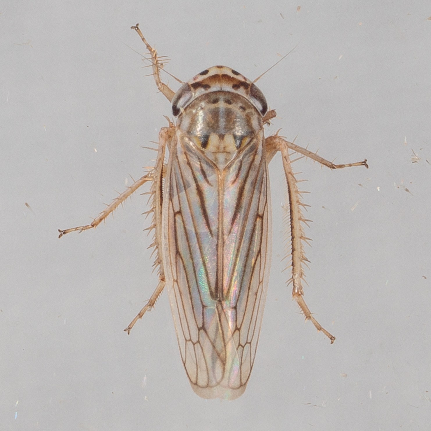 Exitianus