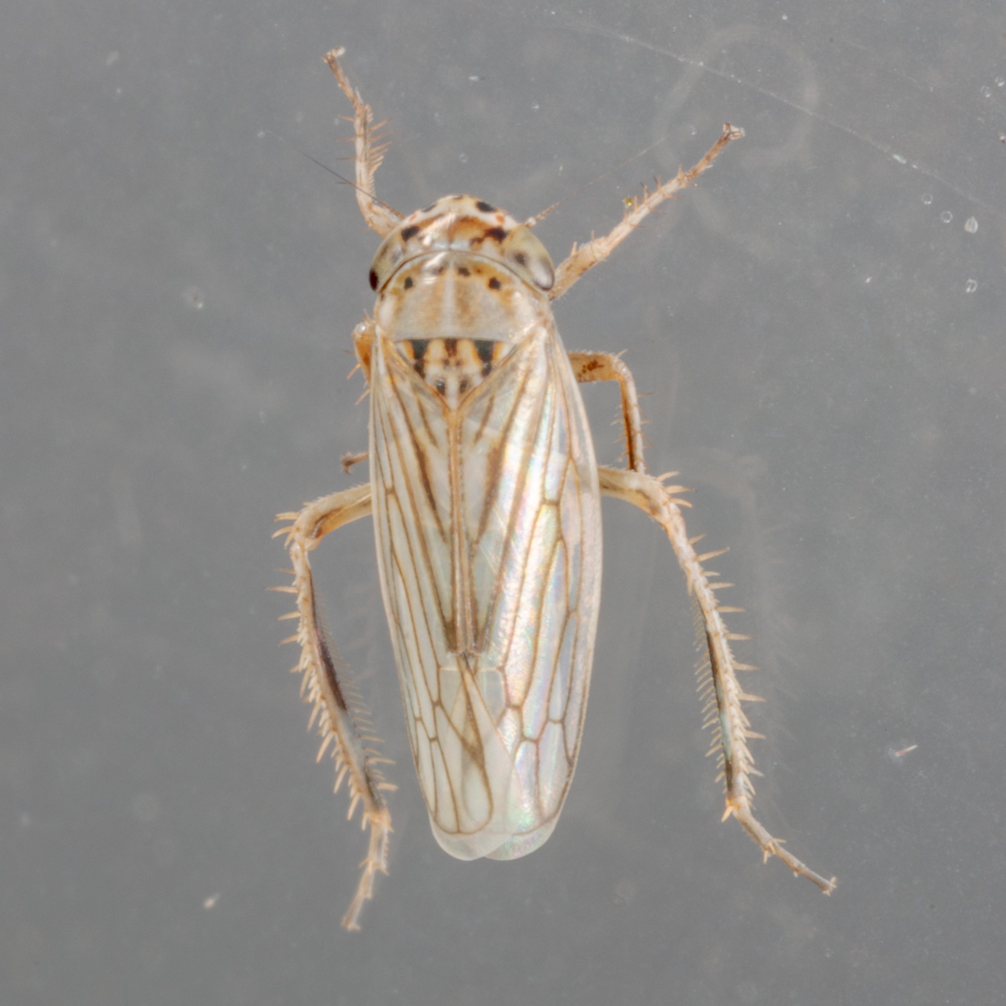 Exitianus