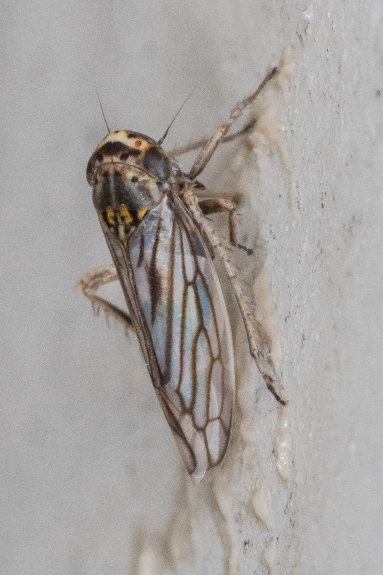 Exitianus