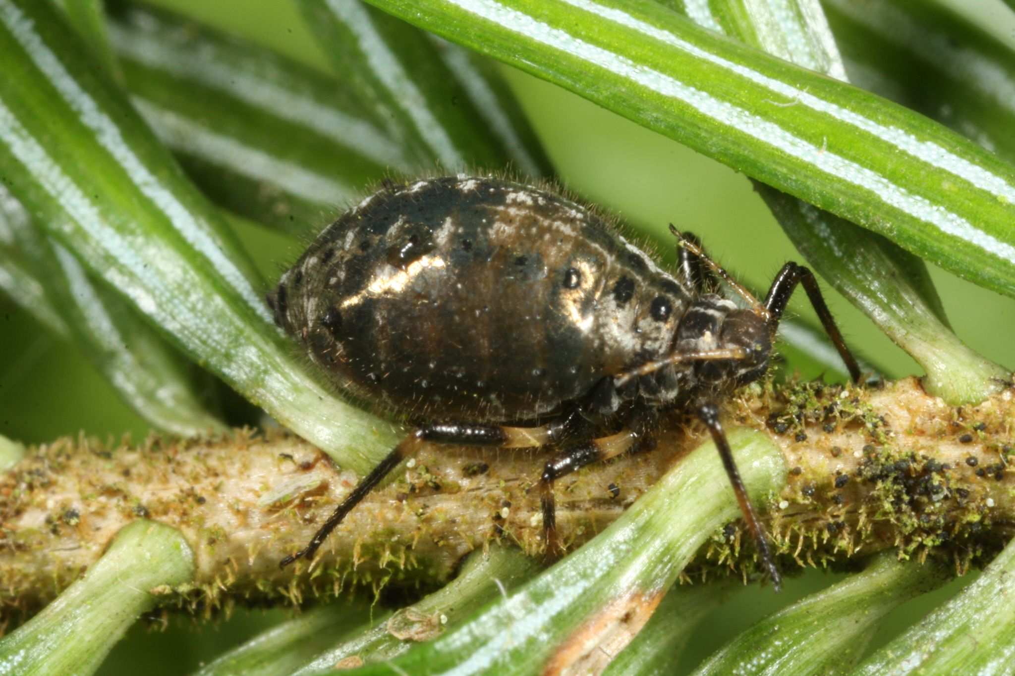 Cinara confinis