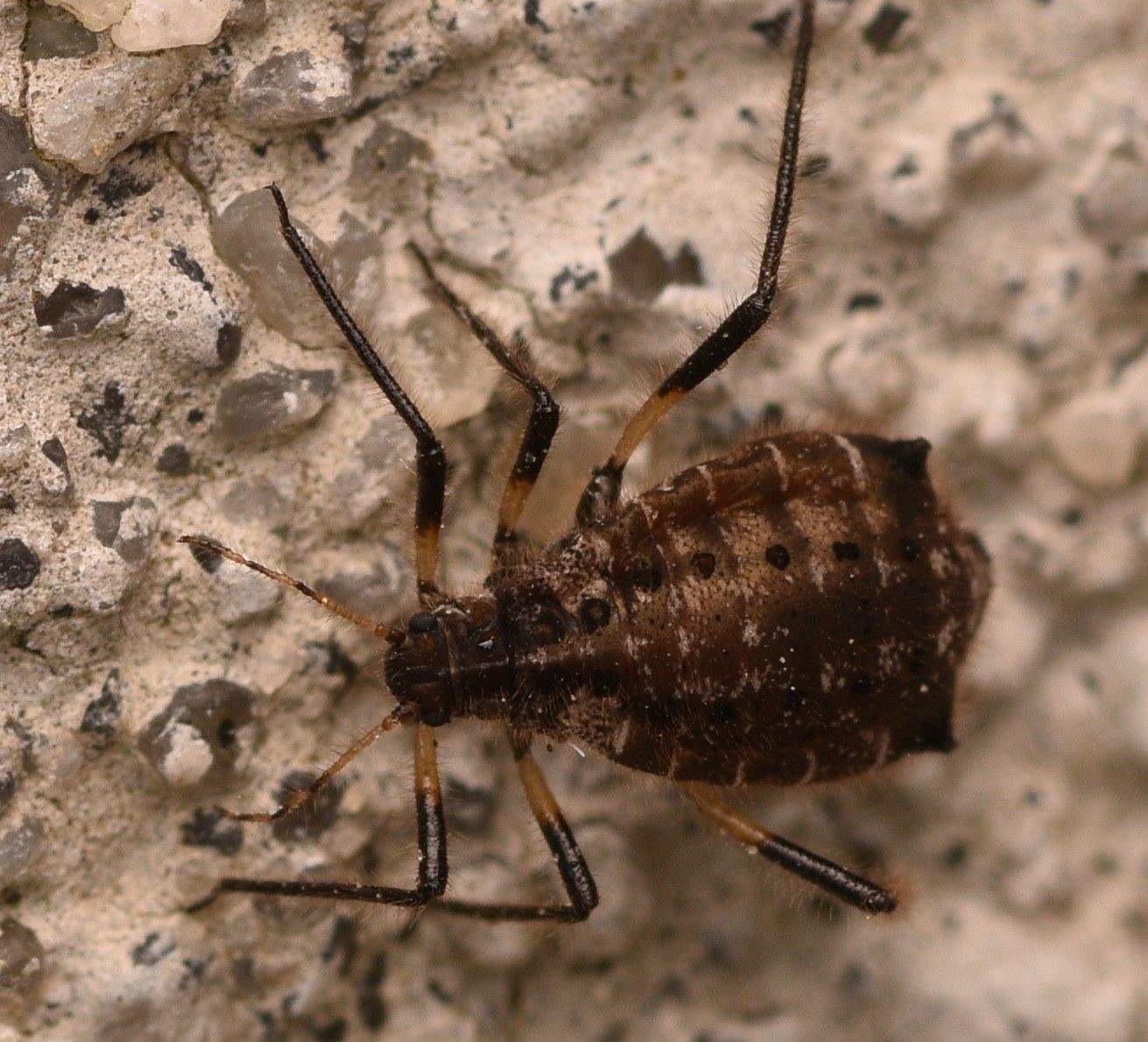 Cinara confinis