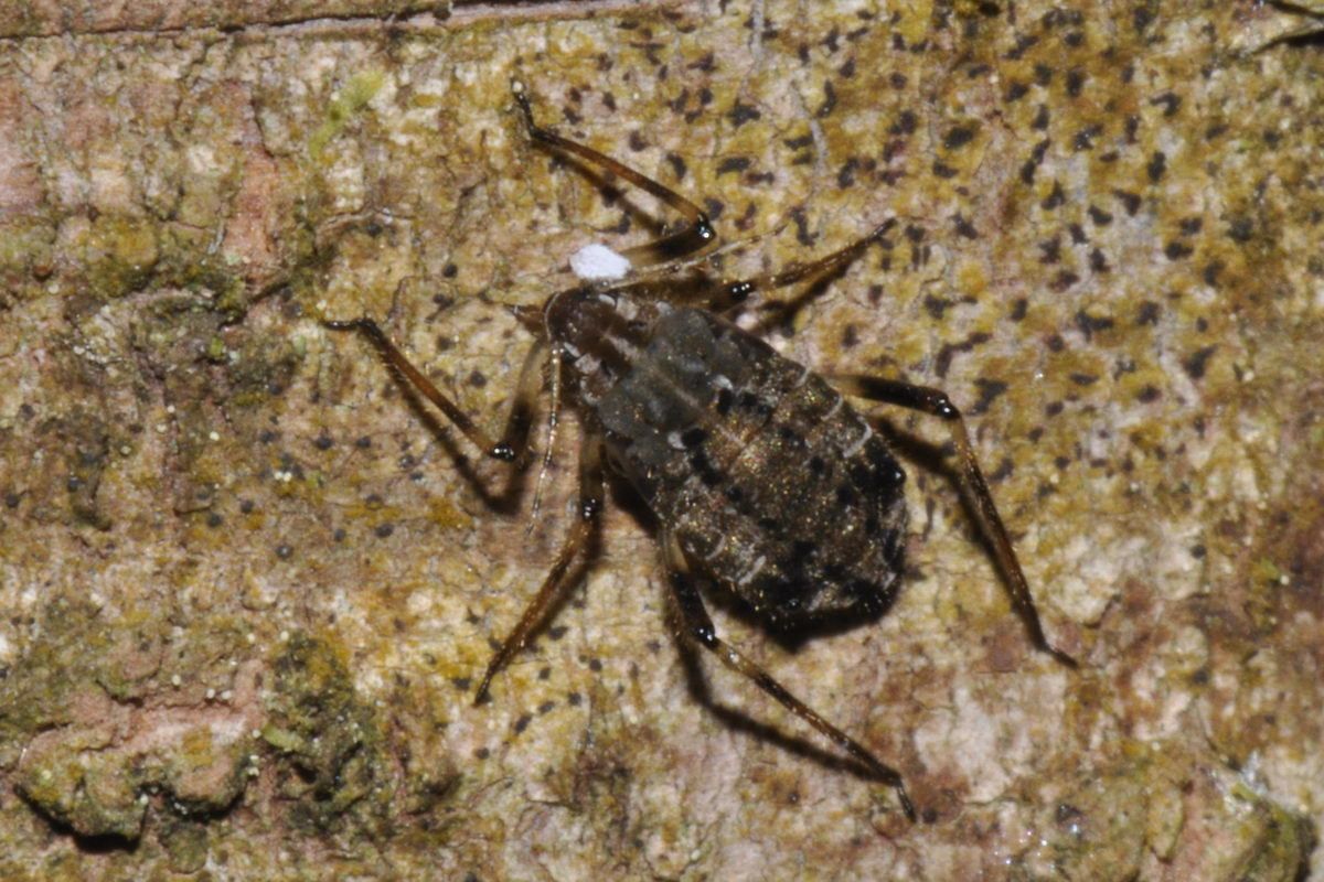 Cinara confinis