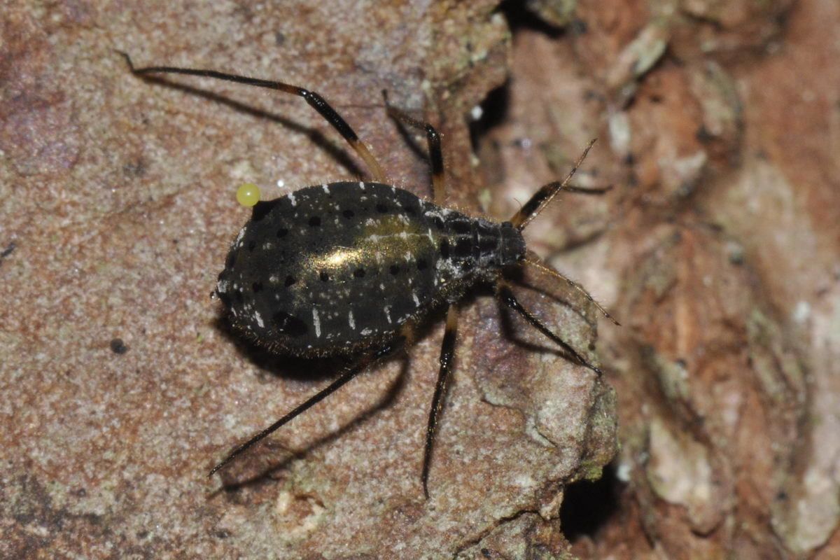 Cinara confinis