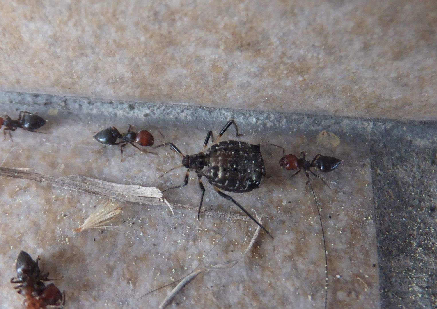 Cinara confinis