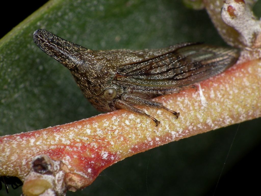 Aconophora