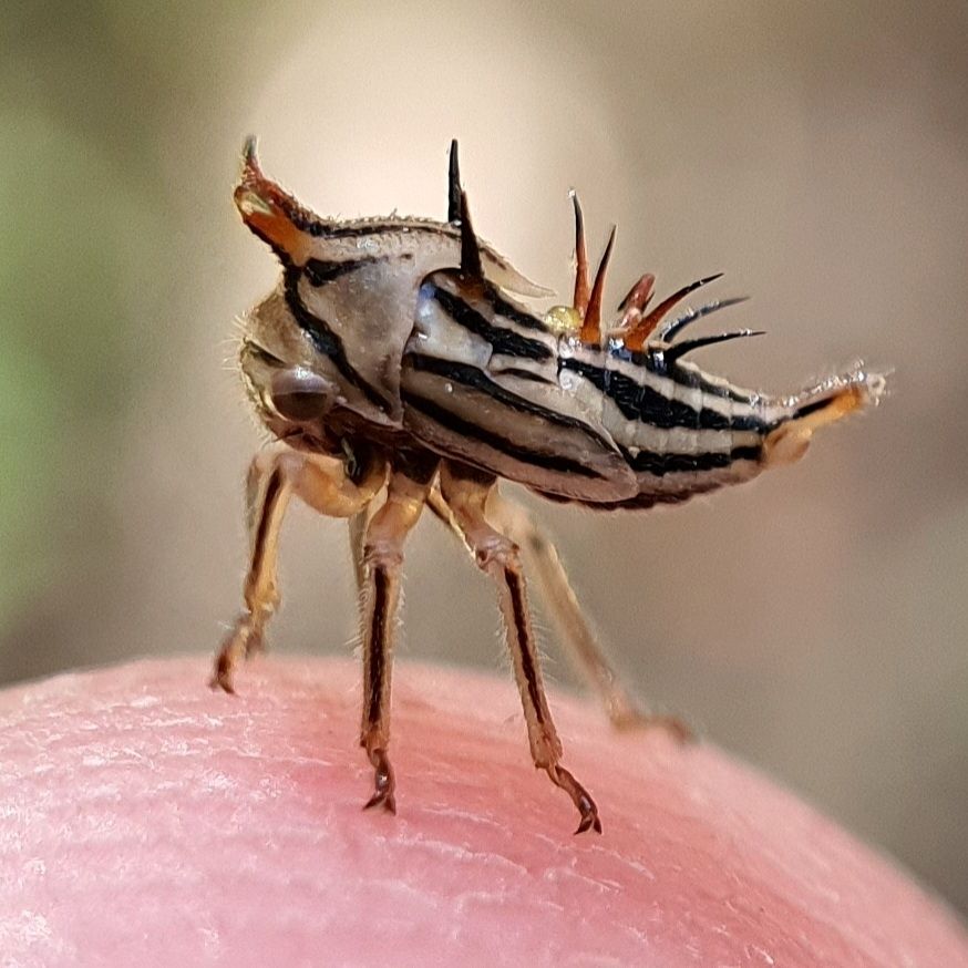 Aconophora