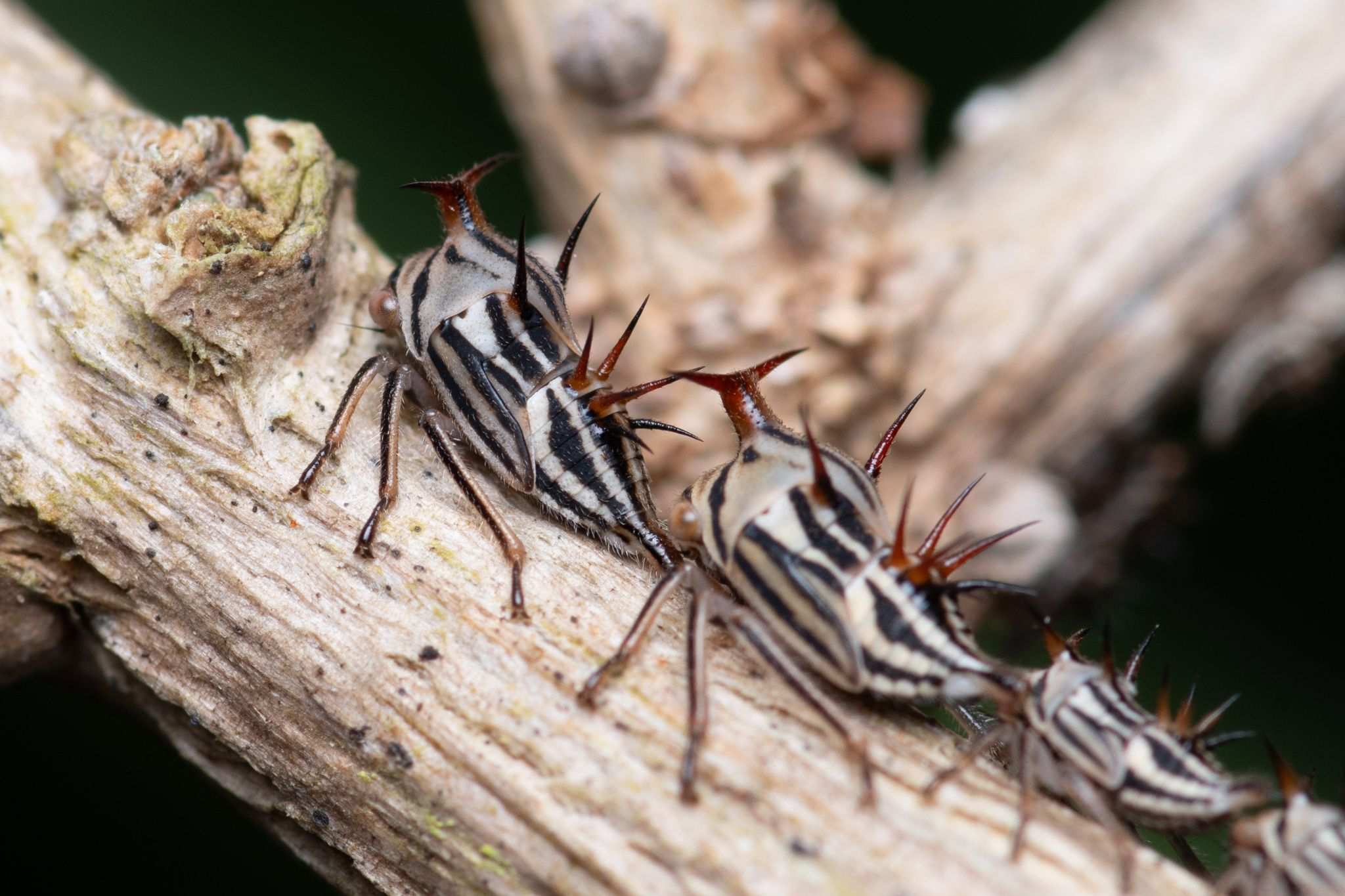 Aconophora