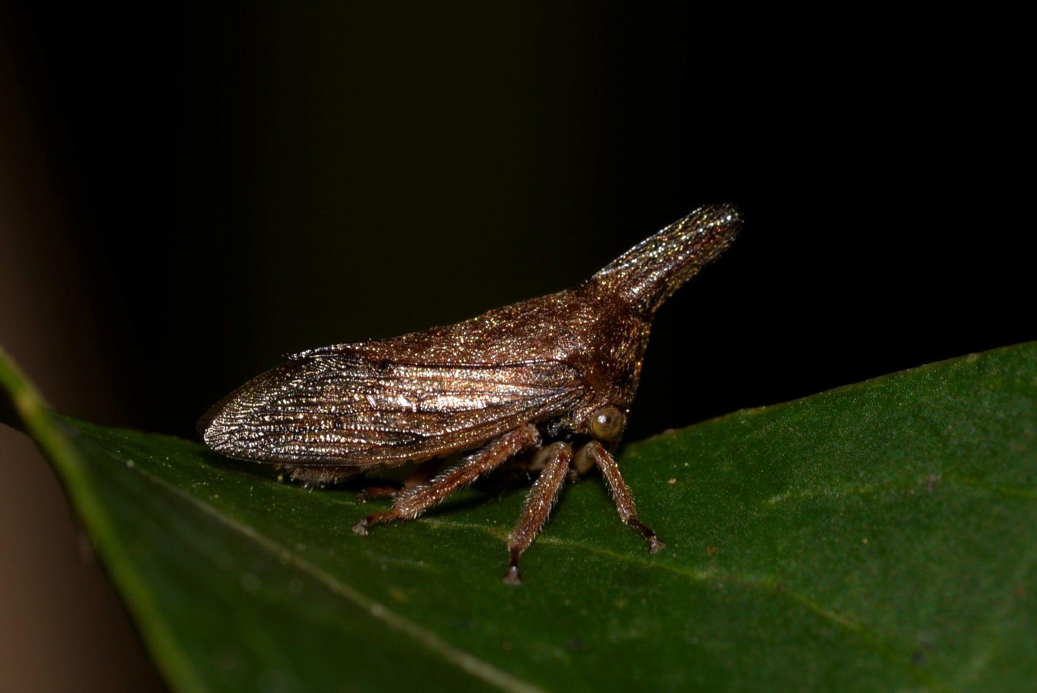 Aconophora