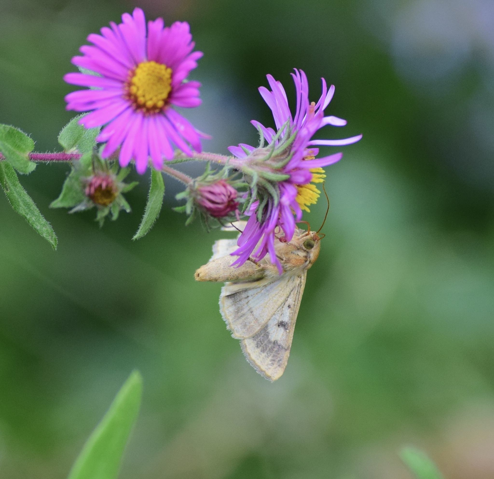 Helicoverpa zea
