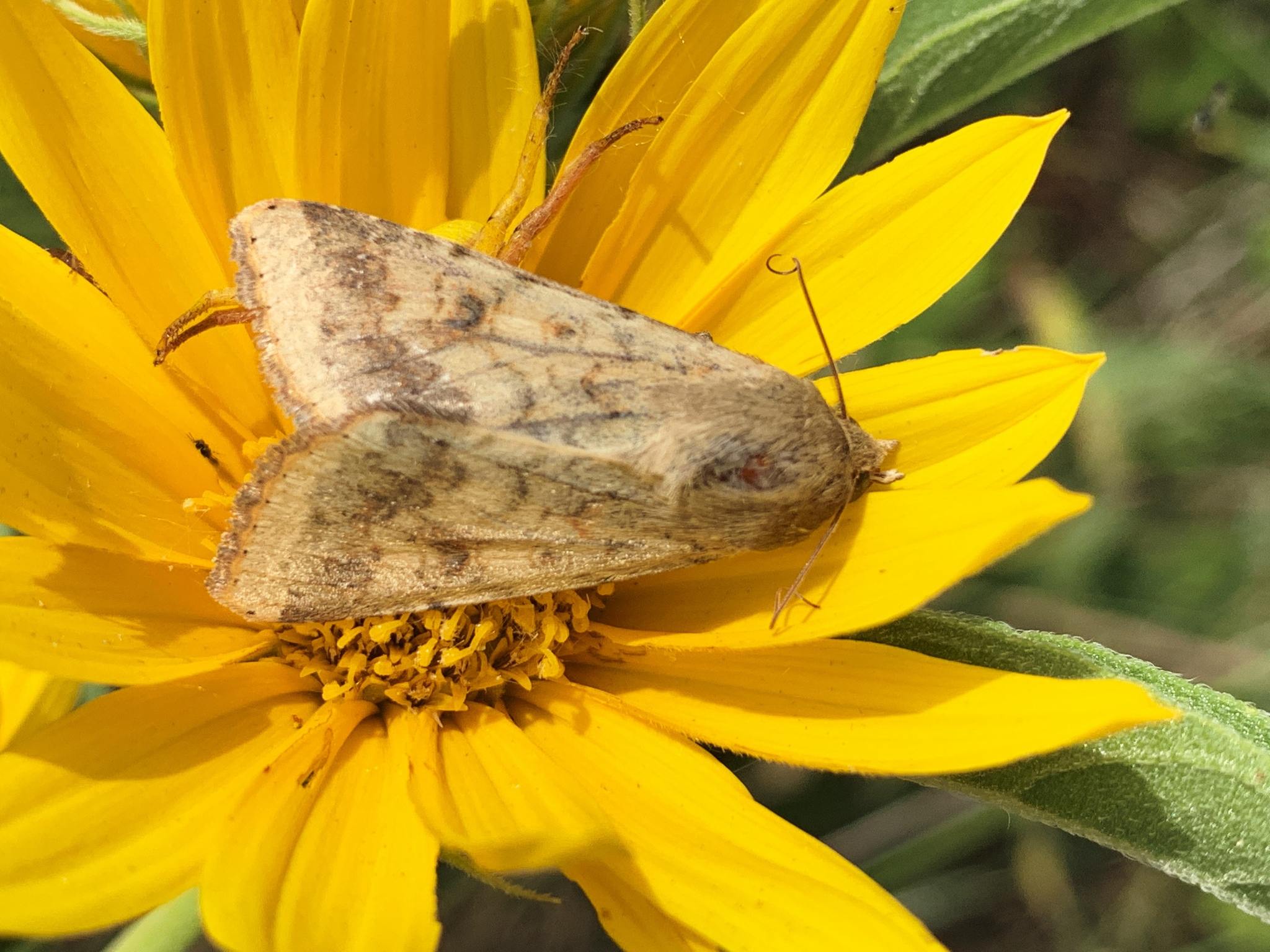 Helicoverpa zea
