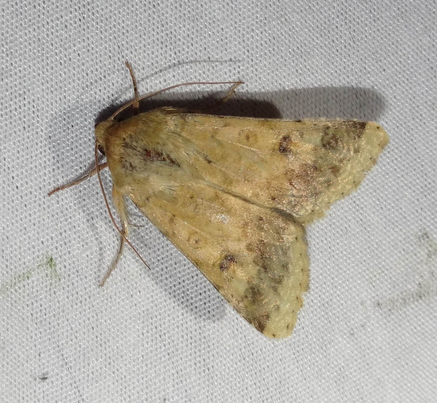 Helicoverpa zea